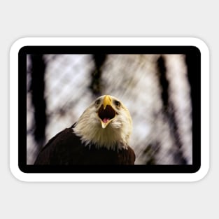 American Patriotic Eagle Sticker